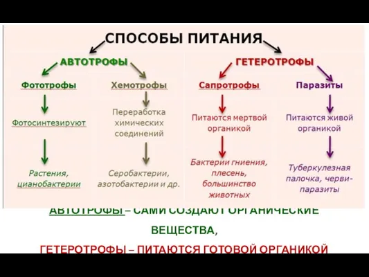 АВТОТРОФЫ – САМИ СОЗДАЮТ ОРГАНИЧЕСКИЕ ВЕЩЕСТВА, ГЕТЕРОТРОФЫ – ПИТАЮТСЯ ГОТОВОЙ ОРГАНИКОЙ