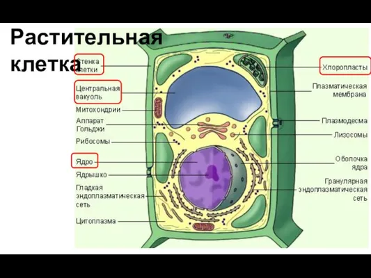 Растительная клетка