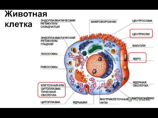 Животная клетка