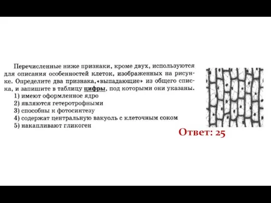 Ответ: 25