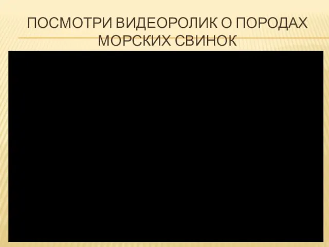 ПОСМОТРИ ВИДЕОРОЛИК О ПОРОДАХ МОРСКИХ СВИНОК