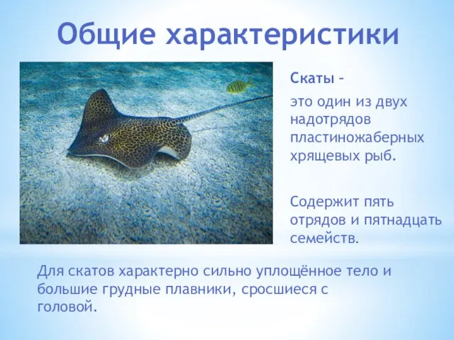 Скаты – это один из двух надотрядов пластиножаберных хрящевых рыб. Содержит пять