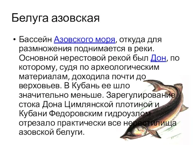 Белуга азовская Бассейн Азовского моря, откуда для размножения поднимается в реки. Основной