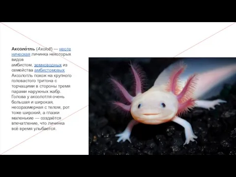 Аксоло́тль (Axolotl) — неотеническая личинка некоторых видов амбистом, земноводных из семейства амбистомовых