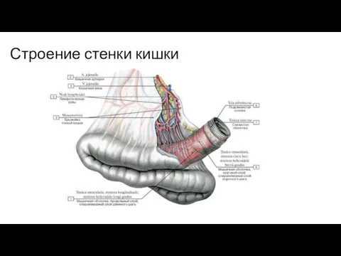 Строение стенки кишки