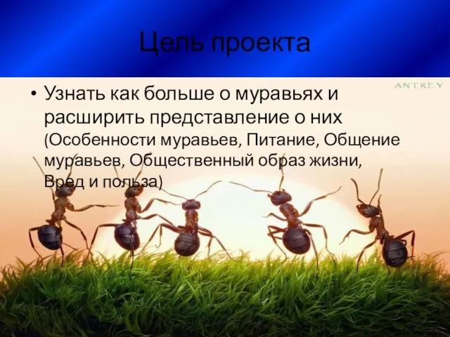 Цель проекта Узнать как больше о муравьях и расширить представление о них