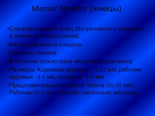 Messor Structor (жнецы) Степной муравей жнец (Встречается в основном в степях и