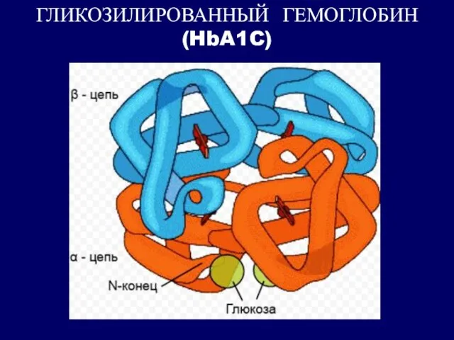 ГЛИКОЗИЛИРОВАННЫЙ ГЕМОГЛОБИН (HbA1C)