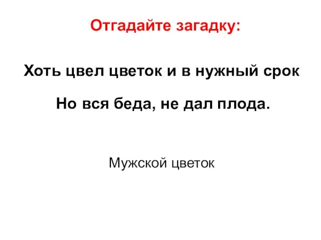 Отгадайте загадку: Хоть цвел цветок и в нужный срок Но вся беда,