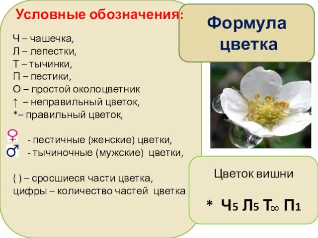 Ч – чашечка, Л – лепестки, Т – тычинки, П – пестики,