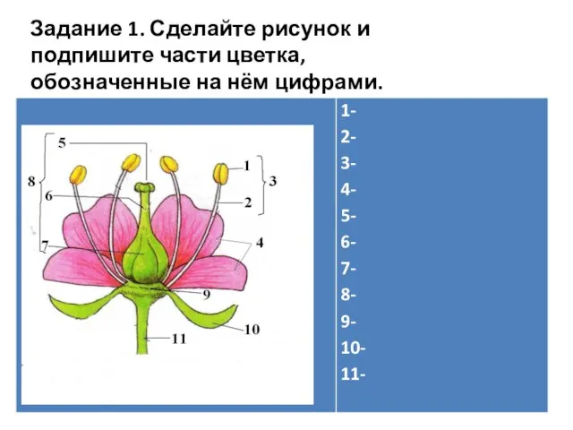 Задание 1. Сделайте рисунок и подпишите части цветка, обозначенные на нём цифрами.