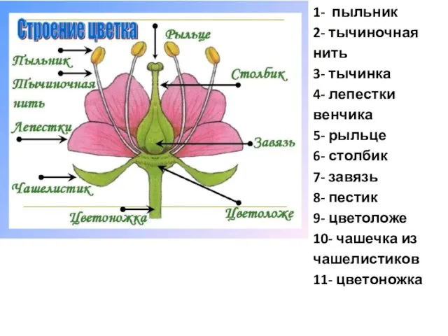 1- пыльник 2- тычиночная нить 3- тычинка 4- лепестки венчика 5- рыльце