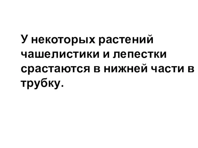 У некоторых растений чашелистики и лепестки срастаются в нижней части в трубку.