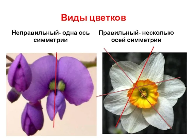 Виды цветков Неправильный- одна ось симметрии Правильный- несколько осей симметрии
