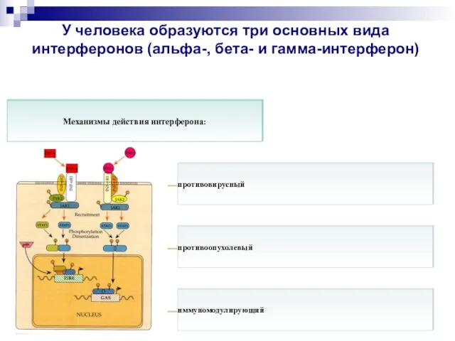 У человека образуются три основных вида интерферонов (альфа-, бета- и гамма-интерферон)