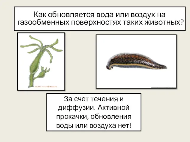 Как обновляется вода или воздух на газообменных поверхностях таких животных? За счет