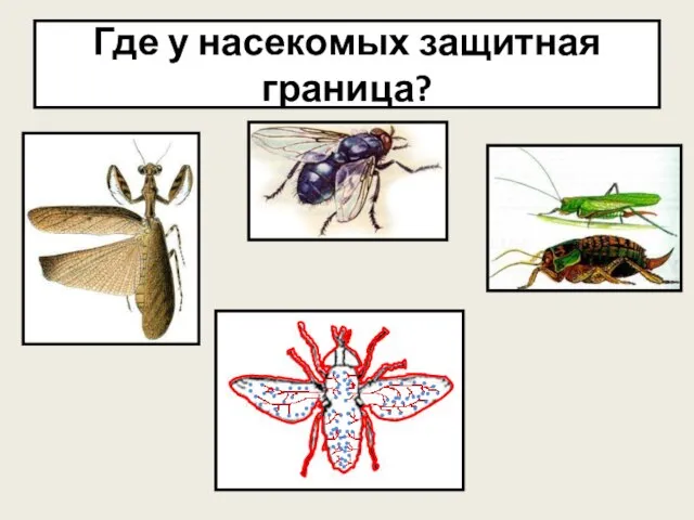 Где у насекомых защитная граница?