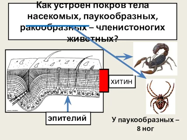 Как устроен покров тела насекомых, паукообразных, ракообразных – членистоногих животных? У паукообразных – 8 ног