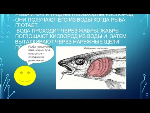 РЫБАМ КАК И ЛЮДЯМ НЕОБХОДИМ КИСЛОРОД ОНИ ПОЛУЧАЮТ ЕГО ИЗ ВОДЫ КОГДА