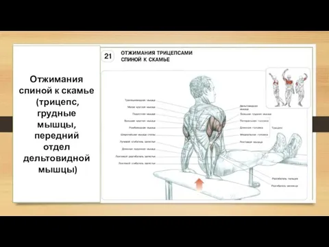 Отжимания спиной к скамье (трицепс, грудные мышцы, передний отдел дельтовидной мышцы)