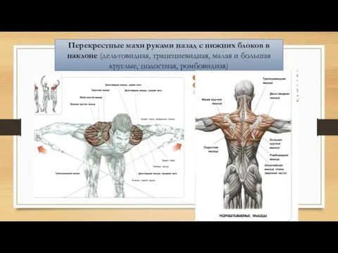 Перекрестные махи руками назад с нижних блоков в наклоне (дельтовидная, трапециевидная, малая