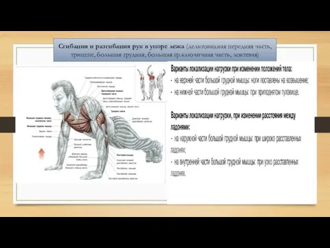 Сгибания и разгибания рук в упоре лежа (дельтовидная передняя часть, трицепс, большая