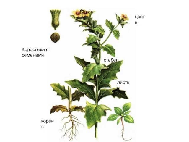 Белена Коробочка с семенами цветы стебель листья корень