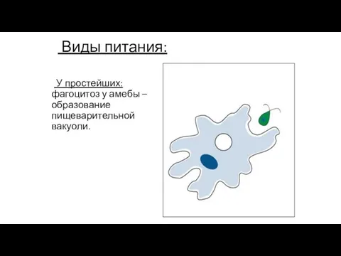 Виды питания: У простейших: фагоцитоз у амебы – образование пищеварительной вакуоли.