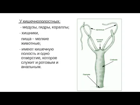 У кишечнополостных: - медузы, гидры, кораллы; - хищники, пища – мелкие животные;