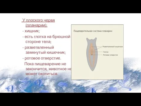 У плоского червя (планарии): - хищник; - есть глотка на брюшной стороне