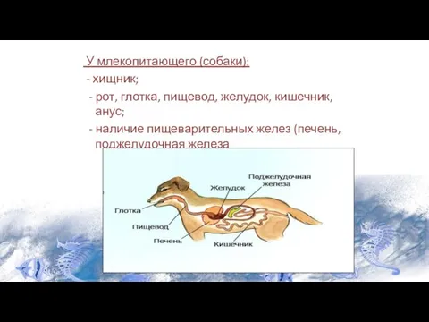 У млекопитающего (собаки): - хищник; - рот, глотка, пищевод, желудок, кишечник, анус;