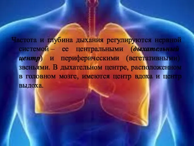 Частота и глубина дыхания регулируются нервной системой – ее центральными (дыхательный центр)