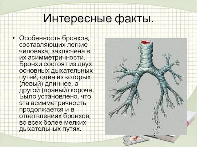 Интересные факты. Особенность бронхов, составляющих легкие человека, заключена в их асимметричности. Бронхи