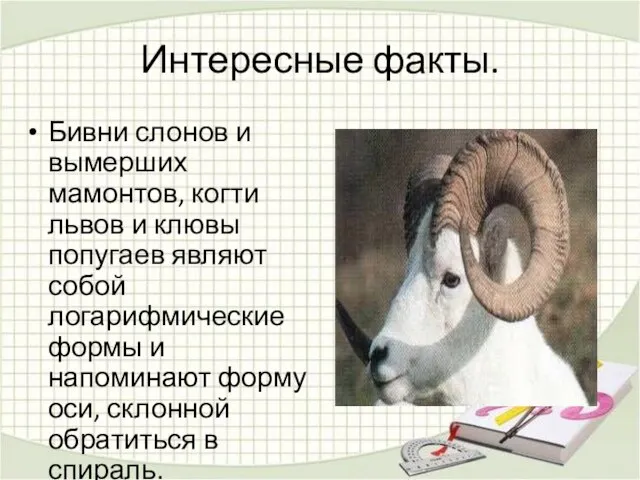 Интересные факты. Бивни слонов и вымерших мамонтов, когти львов и клювы попугаев