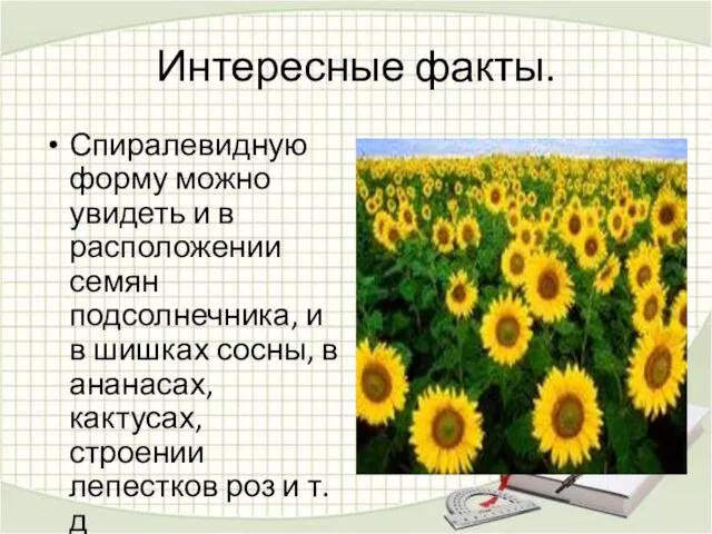 Интересные факты. Спиралевидную форму можно увидеть и в расположении семян подсолнечника, и