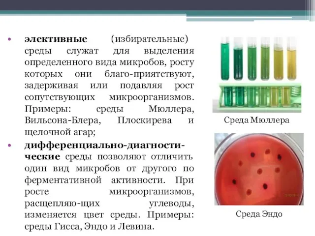 элективные (избирательные) среды служат для выделения определенного вида микробов, росту которых они