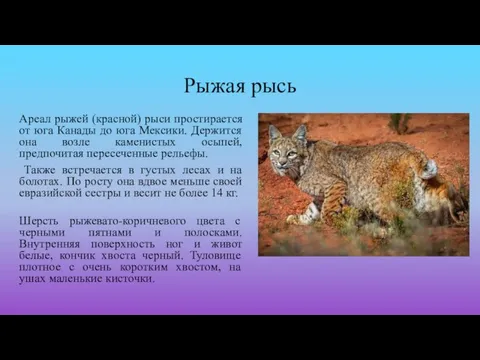 Рыжая рысь Ареал рыжей (красной) рыси простирается от юга Канады до юга