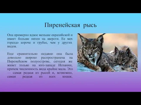 Пиренейская рысь Она примерно вдвое меньше евразийской и имеет больше пятен на