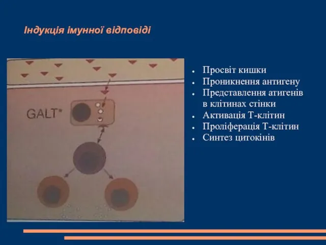 Індукція імунної відповіді Просвіт кишки Проникнення антигену Представлення атигенів в клітинах стінки