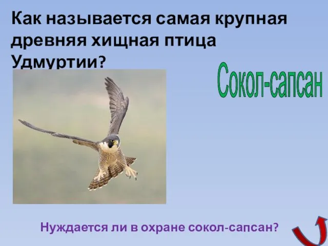 Сокол-сапсан Как называется самая крупная древняя хищная птица Удмуртии? Нуждается ли в охране сокол-сапсан?
