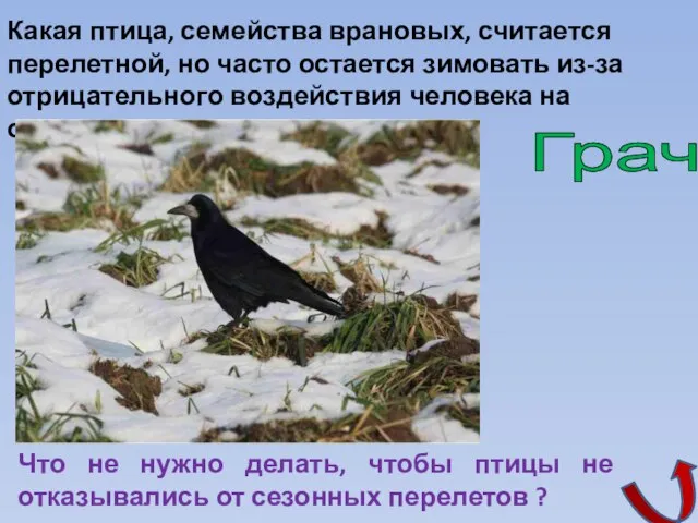 Грач Какая птица, семейства врановых, считается перелетной, но часто остается зимовать из-за