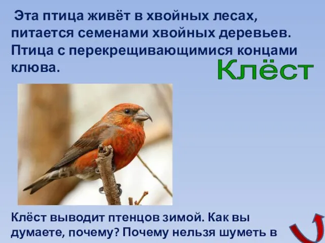 Эта птица живёт в хвойных лесах, питается семенами хвойных деревьев. Птица с