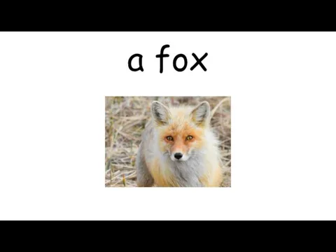 a fox