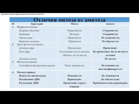Отличия митоза от амитоза Сравнительная характеристика митоза и амитоза