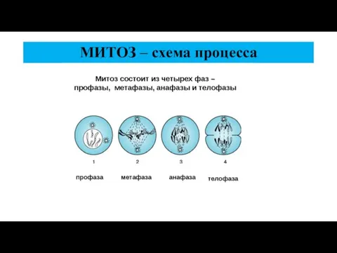 МИТОЗ – схема процесса