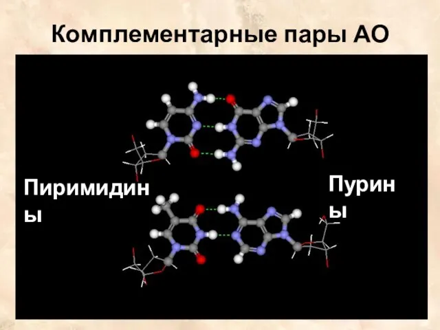 Комплементарные пары АО Пиримидины Пурины