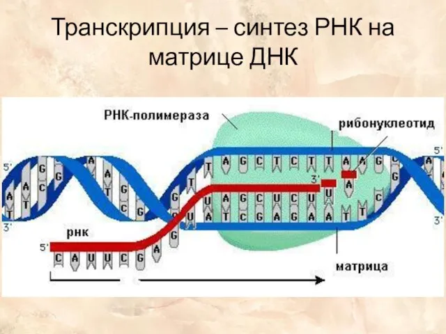Транскрипция – синтез РНК на матрице ДНК