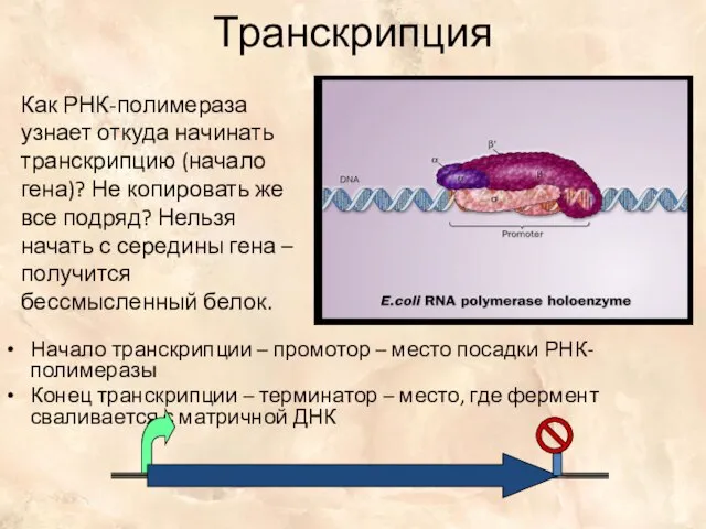 Транскрипция Как РНК-полимераза узнает откуда начинать транскрипцию (начало гена)? Не копировать же