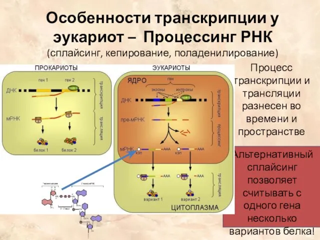 Особенности транскрипции у эукариот – Процессинг РНК (сплайсинг, кепирование, поладенилирование) Процесс транскрипции