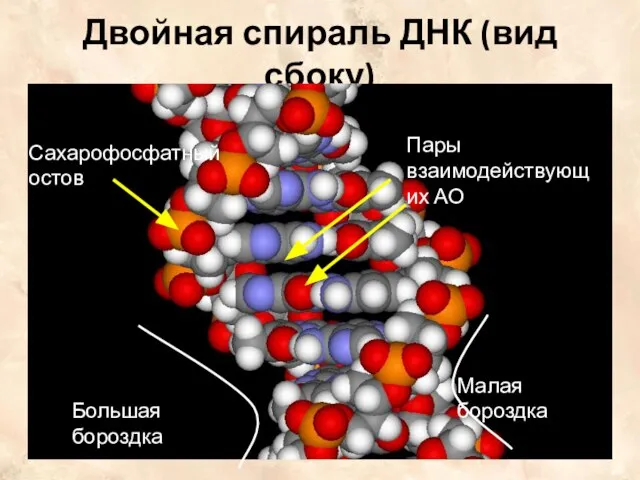 Двойная спираль ДНК (вид сбоку) Пары взаимодействующих АО Большая бороздка Малая бороздка Сахарофосфатный остов